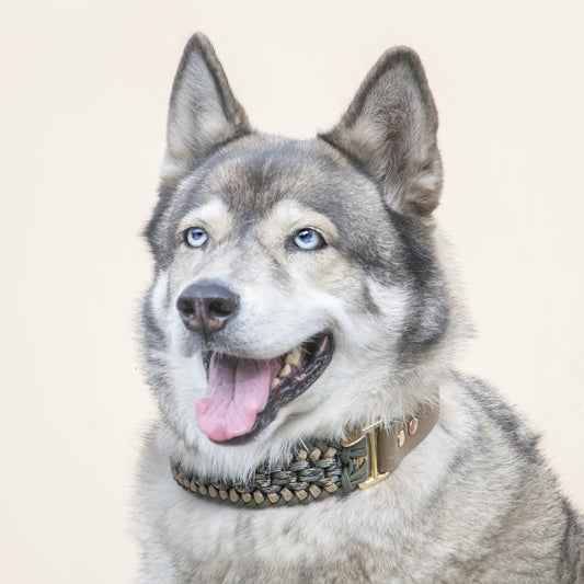 Collar Artesanal para Perros | Olive Gold