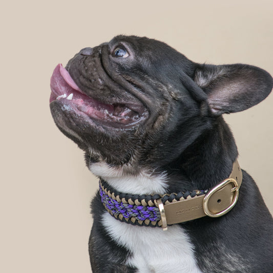 Collar Artesanal para Perros | Mystic Gold